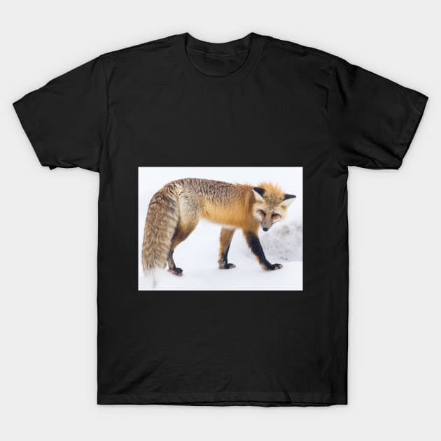 red-fox -Wildlife Lovers T-Shirt by BenHQ